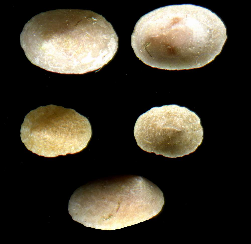 Acmaea virginea